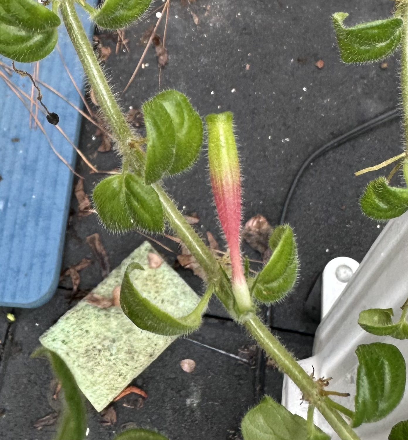 http://www.cloudjungle.com/cloudjungle/gesneriaceae/columnea/columnea colombiana flower.jpeg